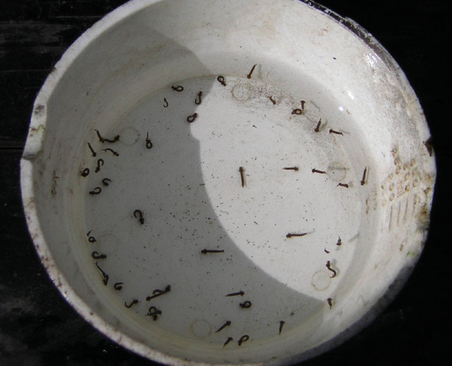 Samples mosquito larvae